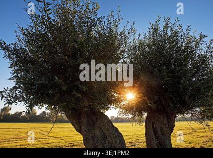 Silberweide, Silber-Weide, Weissweide, Weiss-Weide (Salix alba), Kopfweide, Rees, Niederrhein, Nordrhein-Westfalen, Deutschland, Europa Foto Stock