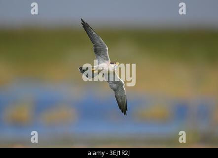 Lanner Falcon - Falco biarmicus Foto Stock