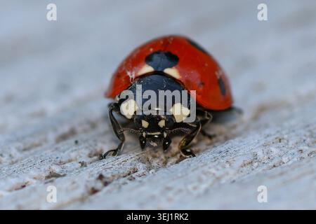Ritratto macro estremo di un Ladybird su superficie bianca Foto Stock