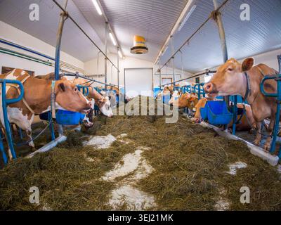 Interno di un moderno caseificio con mucche che mangiano insilato in un fienile automatizzato Foto Stock