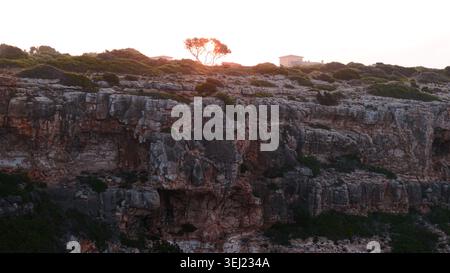 Paesaggio costiero di scogliera con un albero solitario che torna a illuminare il sole all'alba Foto Stock