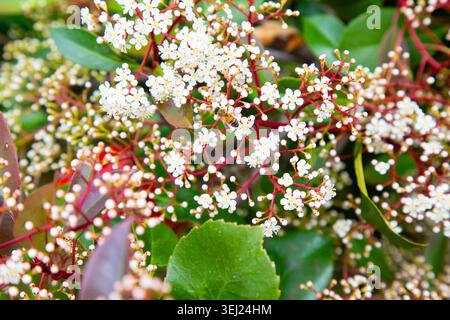 Discreti cluster botanici che evidenziano i cambiamenti stagionali per la fotografia editoriale di ispirazione naturale Foto Stock