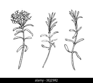 Rametti di rosmarino con set di fiori di vettoriale bianco e nero disegnati a mano. Schizzo a inchiostro botanico di erbe fresche per spezie culinarie, cucina biologica e benessere Illustrazione Vettoriale