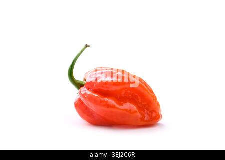 Pepe habanero rosso singolo steso su una superficie bianca composizione minima. Peperoncino fresco, ingredienti biologici, fotografia di cibo pulito Foto Stock