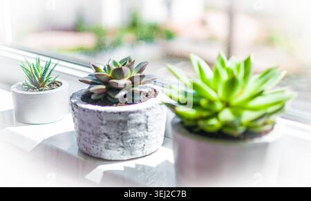 Una fila di varie piante grasse verdi che crescono in vasi di cemento minimalista su una finestra luminosa e soleggiata. Foto Stock