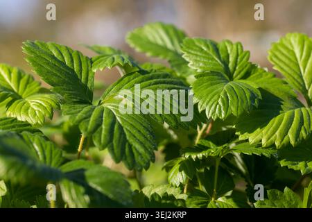 piantine di fragole con foglie verdi prima di piantare in campo, germogli di fragole dolci che crescono insieme in un clima caldo e soleggiato Foto Stock