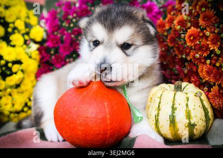 Simpatico cucciolo dell'Alaska Malamute seduto con le zucche autunnali Foto Stock