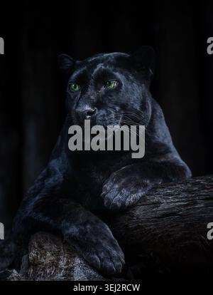Pantera nera appoggiata sul tronco dell'albero in un suggestivo ritratto di gatto selvatico con luce scarsa e potente con occhi verdi. Foto Stock