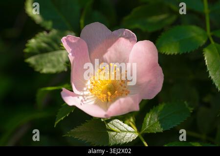 Primo piano di un delicato fiore di rosa selvatica che fiorisce con luce soffusa e foglie verdi Foto Stock