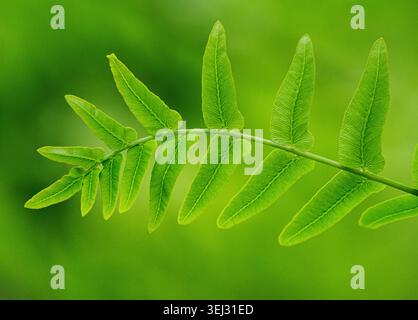 Singola fronda di Royal Fern Osmundia regalis la felce più grande della Gran Bretagna che mostra vene ramificate in ogni foglia - Shapwick Heath a Somerset Levels UK Foto Stock