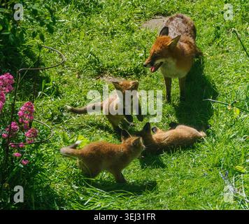 Red Fox Vulpes vulpes vixen e i suoi cuccioli giocano al caldo sole in un giardino urbano a Bristol nel Regno Unito Foto Stock