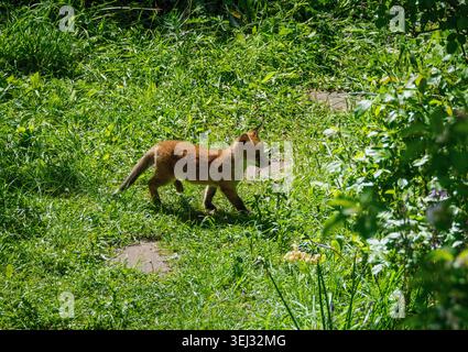 Red Fox Vulpes vulpes cub che gioca al caldo sole in un giardino urbano di Bristol, Regno Unito Foto Stock