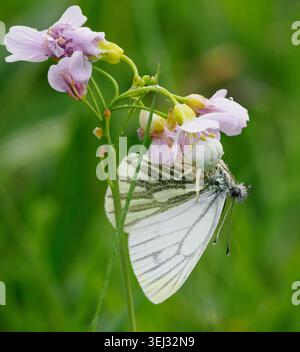Flower Crab Spider Misumena vatia con farfalla bianca a venatura verde su un fiore di Smock da donna nel Galles del Sud Regno Unito Foto Stock