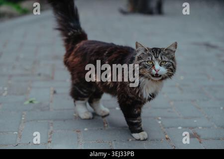 Ritratto di strada a luce naturale di un gatto soffice con zampe bianche e occhi verdi sul marciapiede grigio, coda sollevata Foto Stock