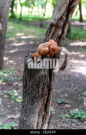 Scoiattolo selvatico (Sciurus vulgaris) che esplora una cavità di alberi in una foresta estiva. Foto Stock