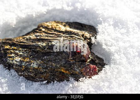 Granati di almandine rosse ardenti, crudi e ricchi, incastonati in scisto di mica scuro, contrastano splendidamente con la neve incontaminata. Un tesoro minerale invernale. Kitelskoe Foto Stock