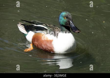 Maschio Northern Shoveler Spatula clypeata Foto Stock
