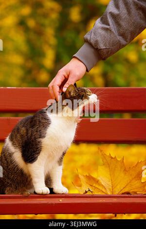 Un uomo accarezza un gatto sbadiglio seduto su una panchina in un parco autunnale. Foto di alta qualità Foto Stock