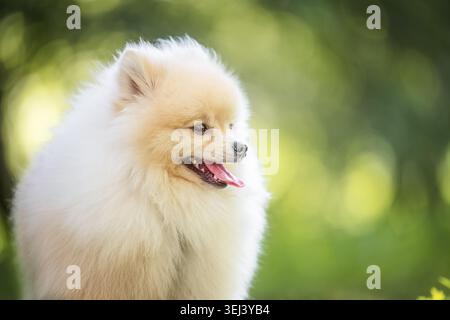 Simpatico cane bianco della Pomerania sorridente all'aperto su sfondo bokeh verde con spazio di copia. Foto Stock