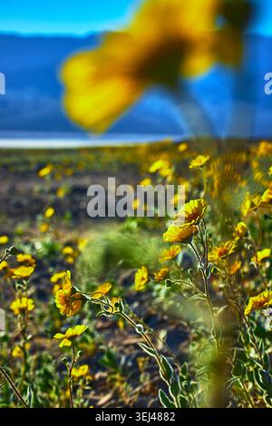 California Wildflower Super Bloom primo piano con Yellow Flowers e Desert Landscape Foto Stock