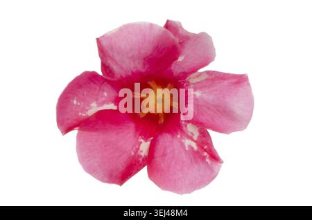 Vista dall'alto della Mandevilla in fiore rosa (Dipladenia) isolata su sfondo bianco Foto Stock