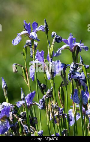 Iris sibirica "il volo delle farfalle" Foto Stock
