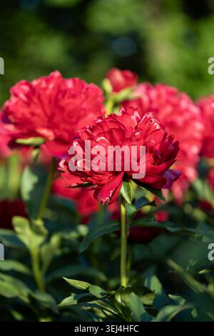 Fiore di peonia rosa intenso in fiore con sfondo verde scuro del giardino e messa a fuoco morbida Foto Stock