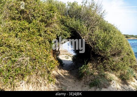 Stretto sentiero sabbioso sotto fitti cespugli verdi forma un tunnel naturale che conduce a una spiaggia rocciosa e al mare blu sullo sfondo Foto Stock