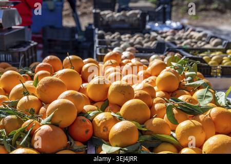 Una grande selezione di arance fresche su una banchina di mercato, foglie verdi su alcuni frutti, luce naturale che esalta il colore delle arance Foto Stock