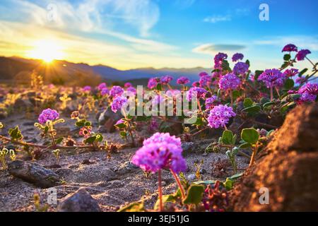 Fiori selvatici Super Bloom nel deserto della California con burst al tramonto Foto Stock