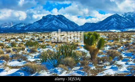 Joshua Tree e deserto coperto di neve con sfondo di montagna Nevada Winter Landscape Foto Stock