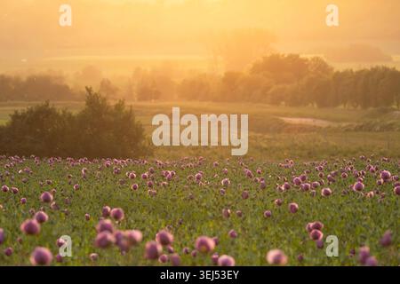Fiorente campo di papavero da oppio (Papaver somniferum) all'alba con luce dorata del mattino e nebbia su un paesaggio rurale. Foto Stock