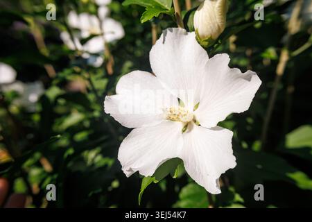 Fiore di Ibisco bianco Syriacus nel giardino estivo Foto Stock