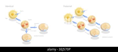 Illustrazione concettuale piatta isometrica 3D dei gemelli monozigotici e zigotici, diagramma educativo Foto Stock