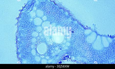 Poa Leaf cs sotto microscopio ottico Foto Stock