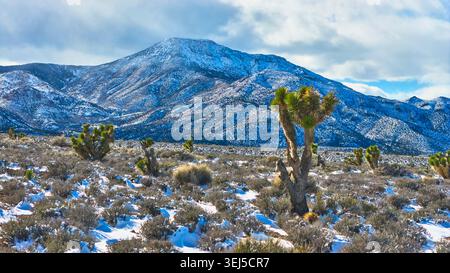 Il Monte Charleston coperto di neve e gli alberi di Joshua nel paesaggio invernale del deserto del Nevada Foto Stock