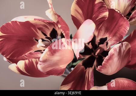 Bouquet di tulipani a righe con delicati petali in fiore primo piano Foto Stock