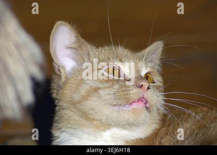 Close-up ritratto di carino lo zenzero tabby cat Foto Stock