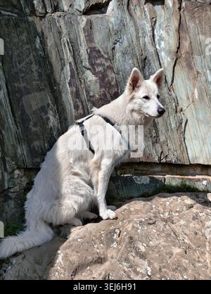 White Swiss Shepherd Dog o Berger Blanc Suisse si trova su rocce con antiche incisioni rupestri raffiguranti cervi e capre su rocce di pietra nel Santuario naturale A. Foto Stock