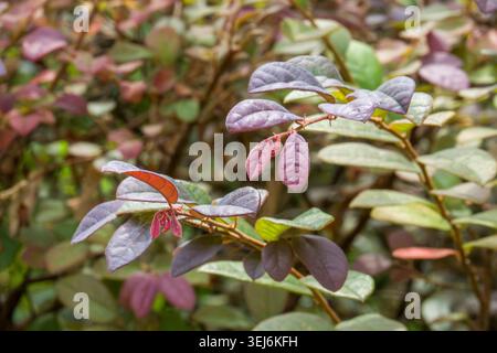 Foglie tinto di viola su un arbusto cespuglioso. Lo sfondo con messa a fuoco morbida migliora la texture delle foglie. Le tonalità naturali suggeriscono il tardo autunno o la stagione fredda. Le filiali portano sma Foto Stock