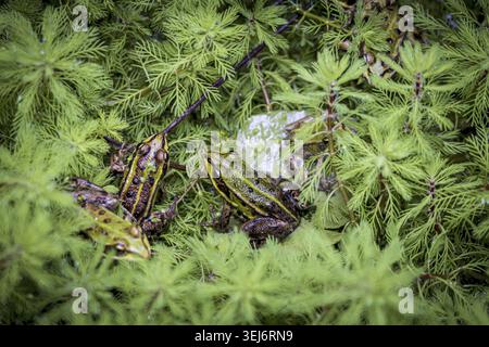 Due rane verdi tra piante d'acqua verde in uno stagno Foto Stock