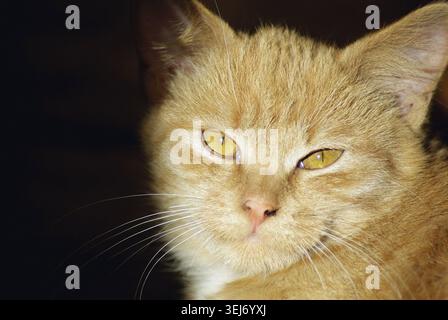 Primo piano di gatto allo zenzero che guarda la fotocamera Foto Stock