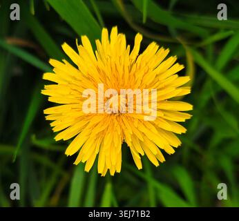 Lo Starburst d'oro di una fioritura primaverile di dente di leone Foto Stock