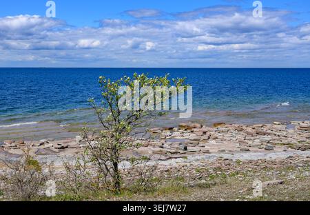 17 maggio 2026, Svezia, Byxelkrok: Il paesaggio sul lato occidentale dell'isola svedese di Öland nel Mar Baltico. Con le sue ampie pianure costiere e le impressionanti lastre calcaree, Öland è una delle isole più scenicamente diversificate della Svezia. Villaggi con case in legno rosso, mulini a vento e prati aperti sono punteggiati lungo la stretta isola, conferendole il suo tipico carattere scandinavo. Öland è particolarmente nota per la sua miscela di natura, geologia e paesaggio culturale tradizionale, che attrae numerosi visitatori ogni anno. Foto: Patrick Pleul/dpa Foto Stock