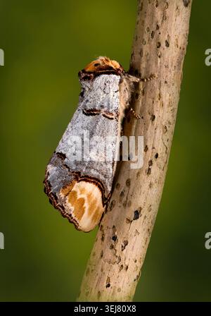 Un Buff Tip Moth (Phalera bucephala), a riposo su un piccolo ramo. I segni suggeriscono un ramoscello rotto che aiuta con il suo mimetismo Foto Stock