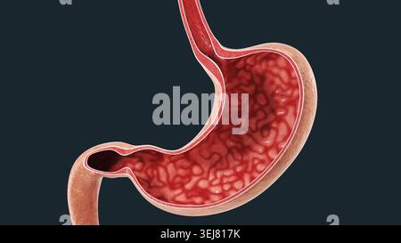 Rendering 3D dettagliato di una sezione di stomaco umano. Visualizzazione professionale dell'anatomia gastrica interna e dello spessore delle pareti per poster medici Foto Stock