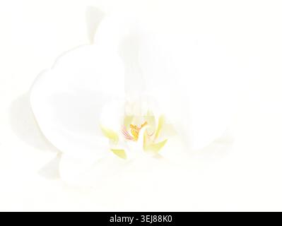 Fiore dell'orchidea bianco su sfondo bianco Foto Stock