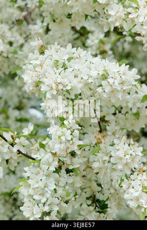 Melo di granchio di Malus toringo in fiore in primavera. Malus sieboldii, melo di granchio europeo. REGNO UNITO Foto Stock