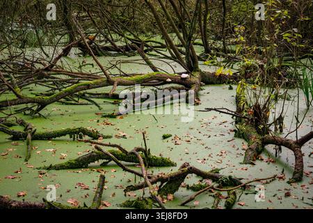 Un denso ecosistema paludoso con rami caduti ricoperti di muschio e licheni su una superficie di acqua verde torbida disseminata di foglie autunnali cadute. In Qu Foto Stock