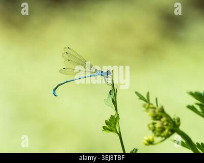 Puella di Coenagrion maschile adulto, damigella azzurra, arroccata sulla vegetazione accanto a un lago britannico Foto Stock